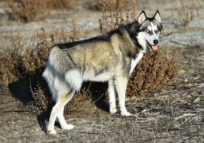 husky siberian