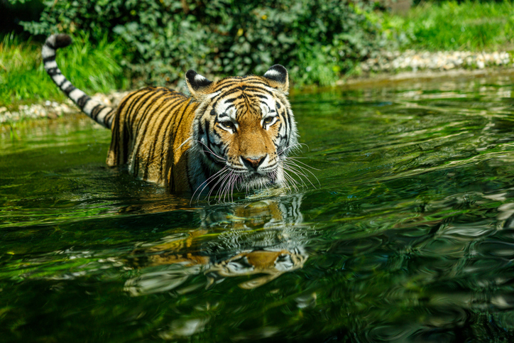 Sibirian Amur Tiger goes swimming