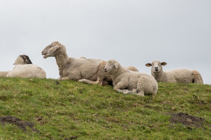 sheep on a dike in the sun