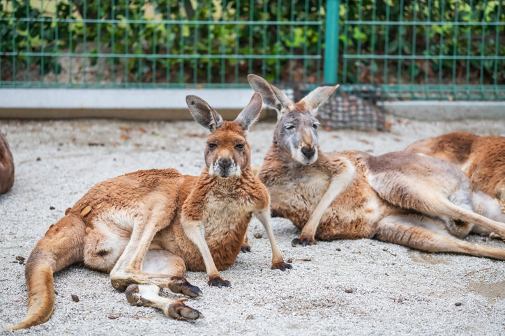 Kangaroo portrait at zoo of Uminonakamichi Park, Fukuoka