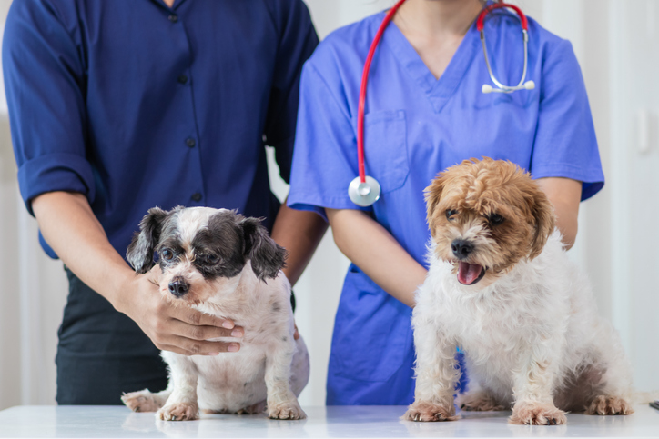 female veterinarian is playing with a dog for health checks and checks for near healing injuries before veterinarian performs diagnosis and check up before letting them go treating wasps at home