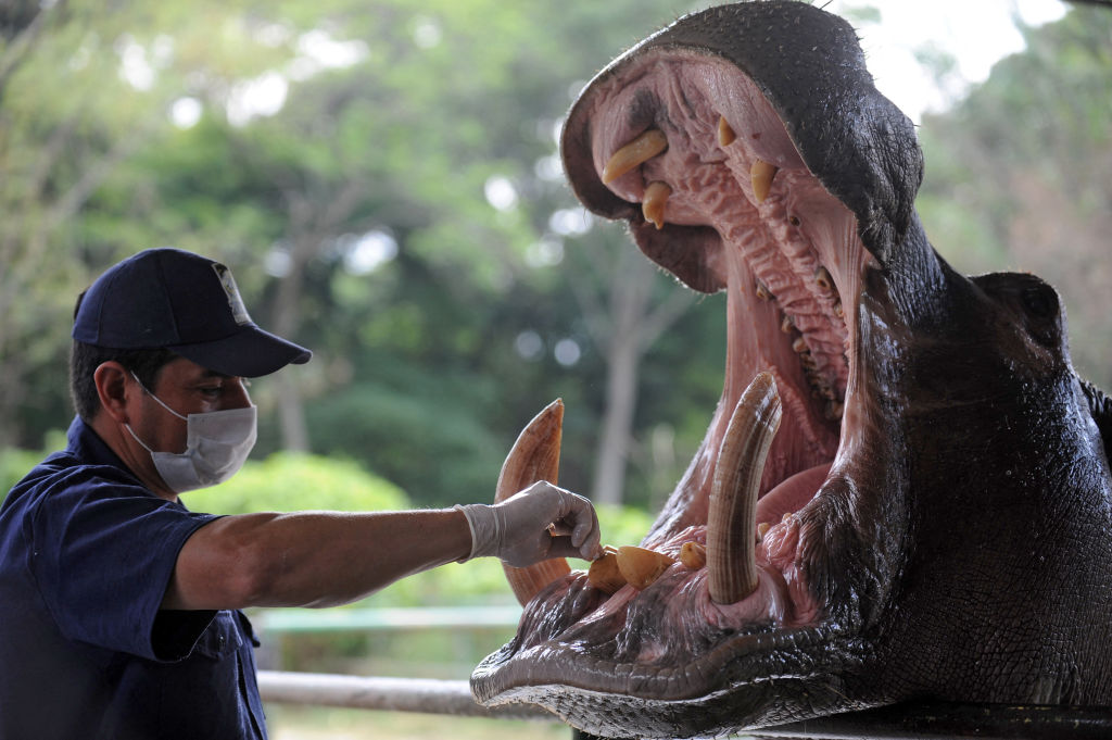 COLOMBIA-ZOO-HIPPO-DENTAL-PROCEDURE