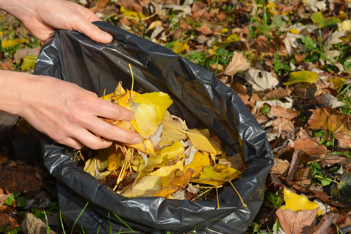 Remove leaves from your yard. Woman cleanup and collect colorful yellow fallen leaves in a black bag in the autumn garden. Clean up fallen leaves.