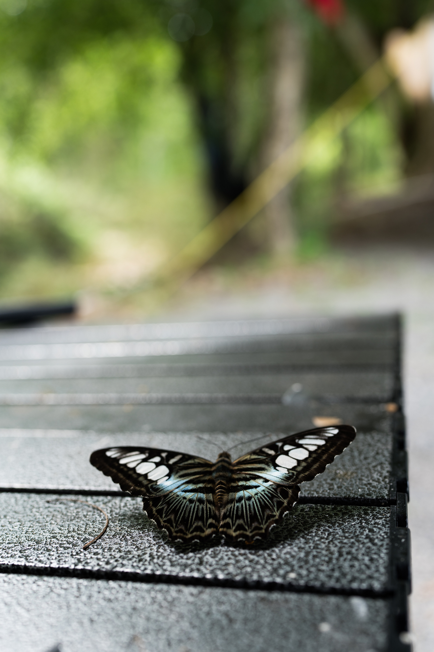 Light green brown swallowtail butterfly on camp table