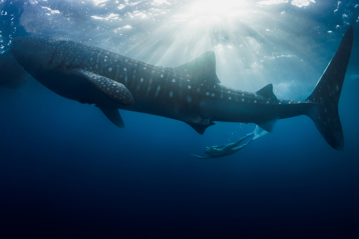Giant whale shark and diver woman swims in blue ocean.