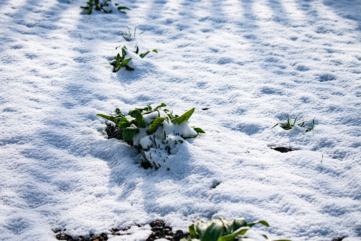 Green leaves of flowers under snow. Natural
