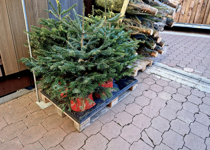 sale of Christmas trees with a package. the trees have roots in a flower pot that is covered with plastic foil. they are sold in gardening and commercial hobby houses. garden center, pallets