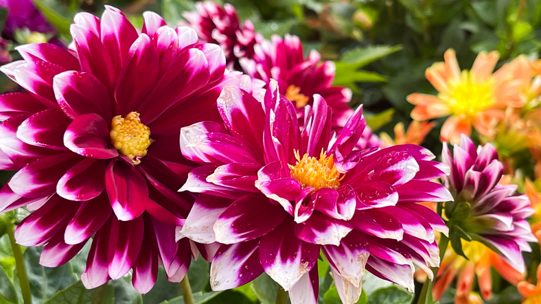 Colorful flowers are blooming in the garden.