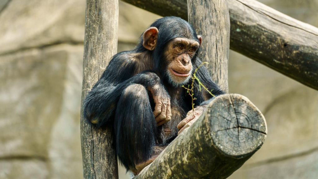 close up of monkey
