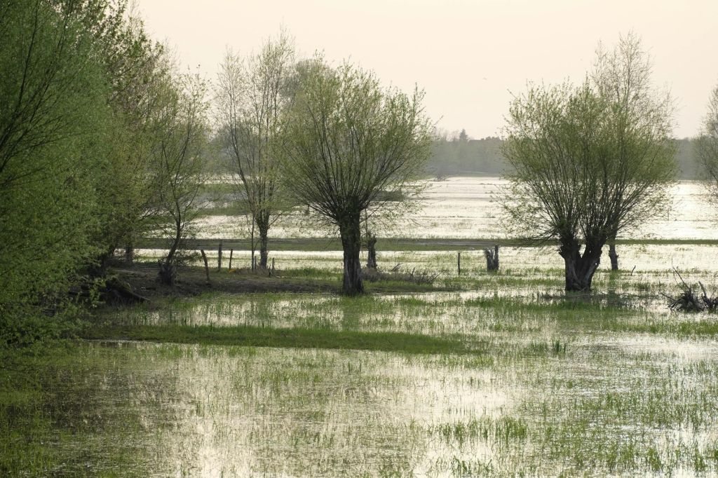 serene waterlogged landscape with trees