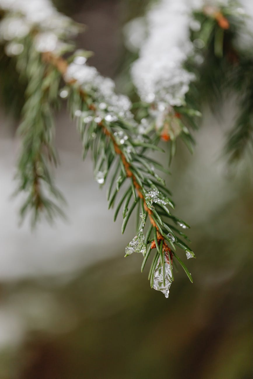 close up of a conifer tree branch covered in snow