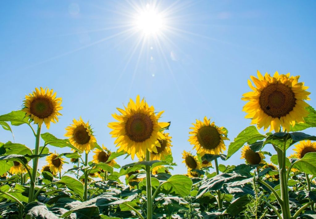 ¿Buscando campos de girasoles para explorar cerca de Indy?