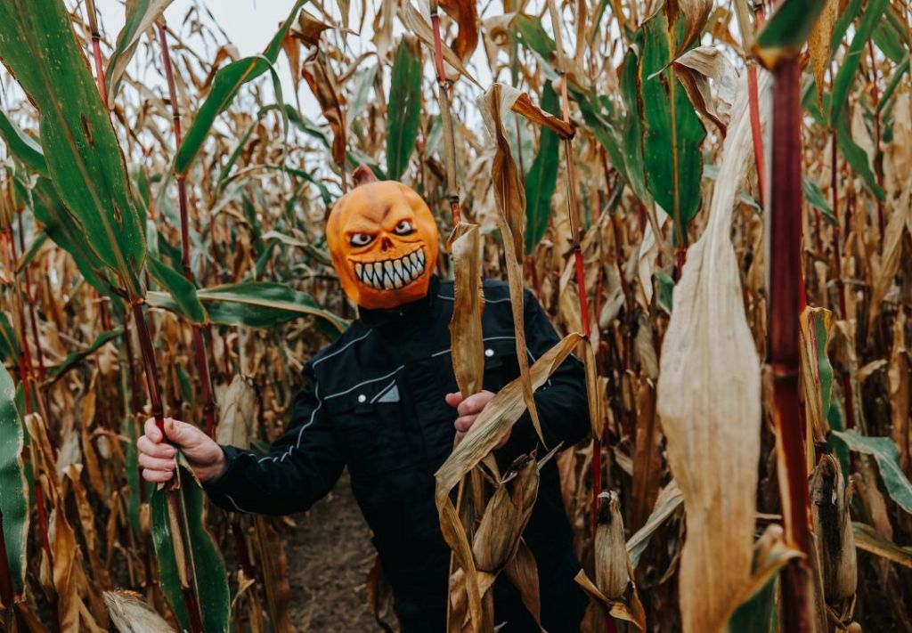 ¿Qué ofrecen los senderos de calabazas y laberintos de maíz?