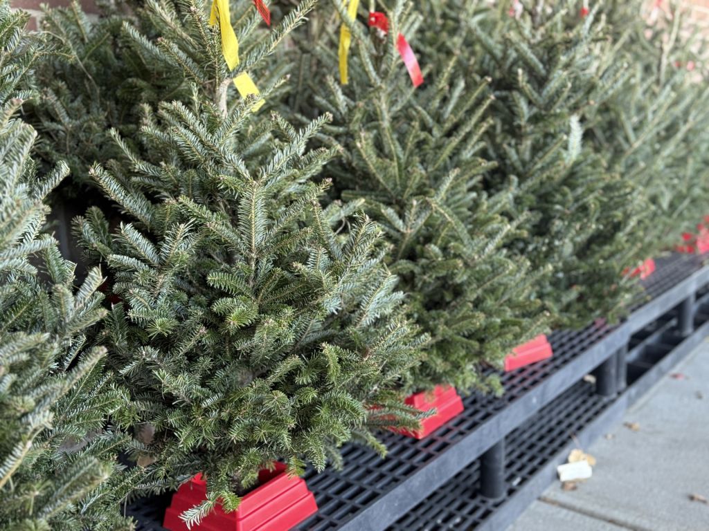 ¿Hasta cuándo se pueden reciclar los arbolitos naturales de Navidad?