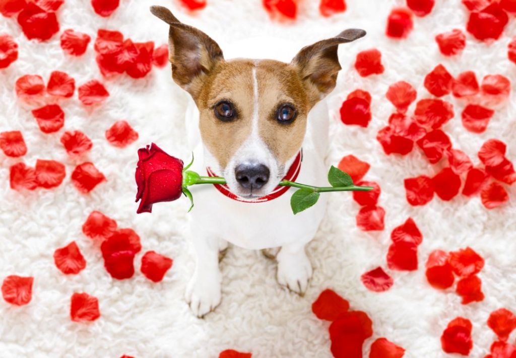 ¿Cómo encontrar “amor peludo” antes, durante o después de San Valentín?