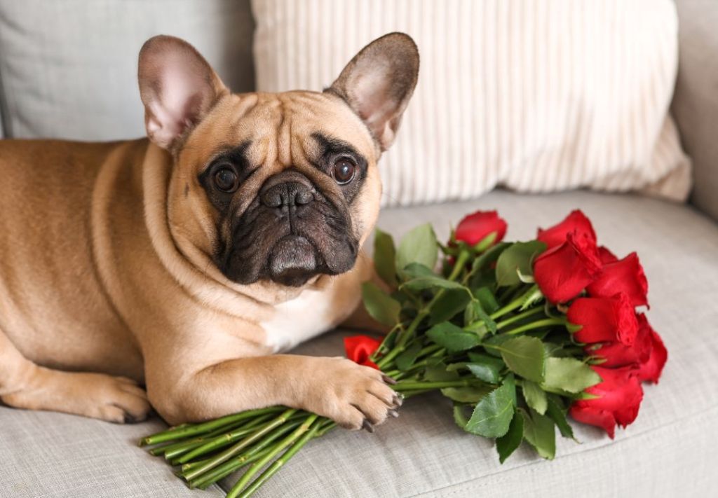 ¿Cómo encontrar “amor peludo” antes, durante o después de San Valentín?