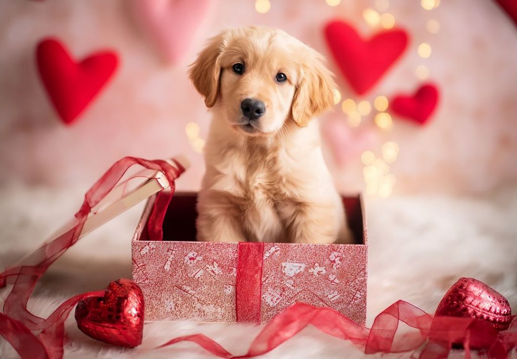 ¿Cómo encontrar “amor peludo” antes, durante o después de San Valentín?