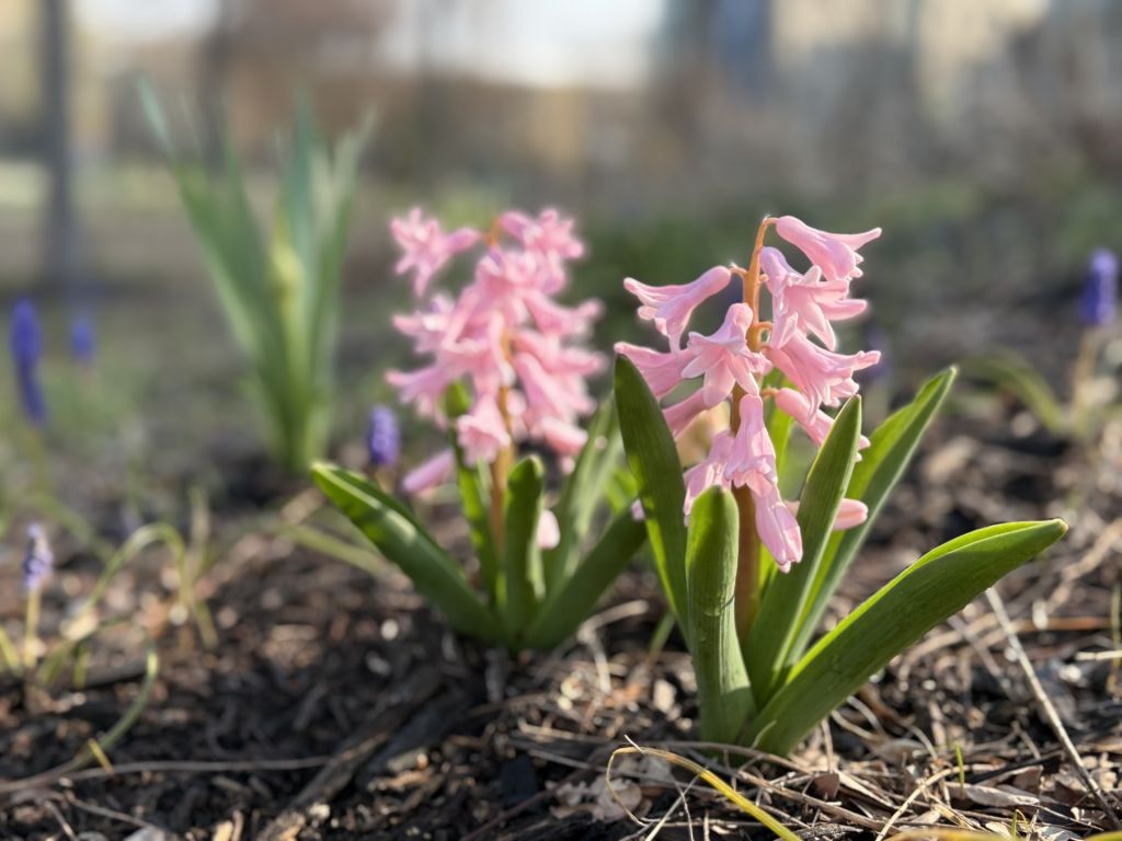 Flores por doquier: ¡Newfields invita a su “Spring Blooms”!