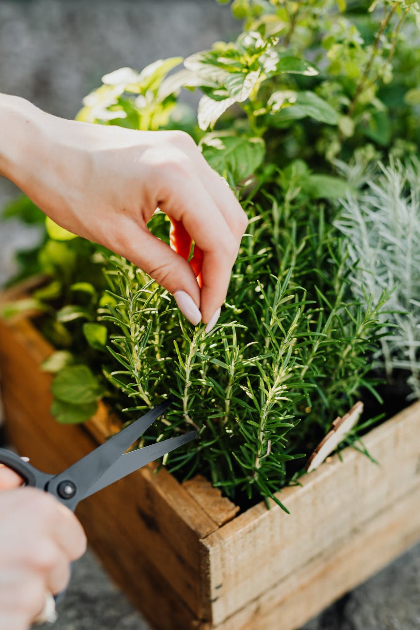 person cutting a rosemary herb using black scissors