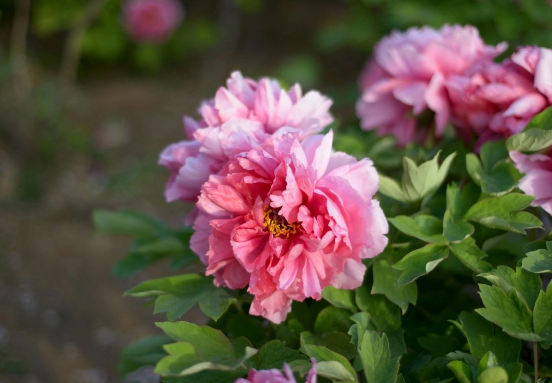 Noblesville se llenará de color durante su “Indiana Peony Festival”