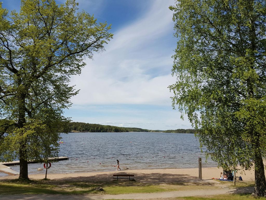green trees near body of water