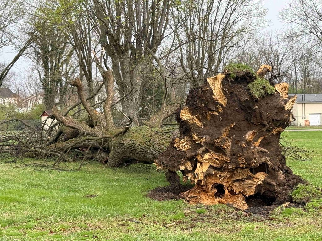 A fallen tree with a large, twisted root system lies on the grass in a wooded area.
