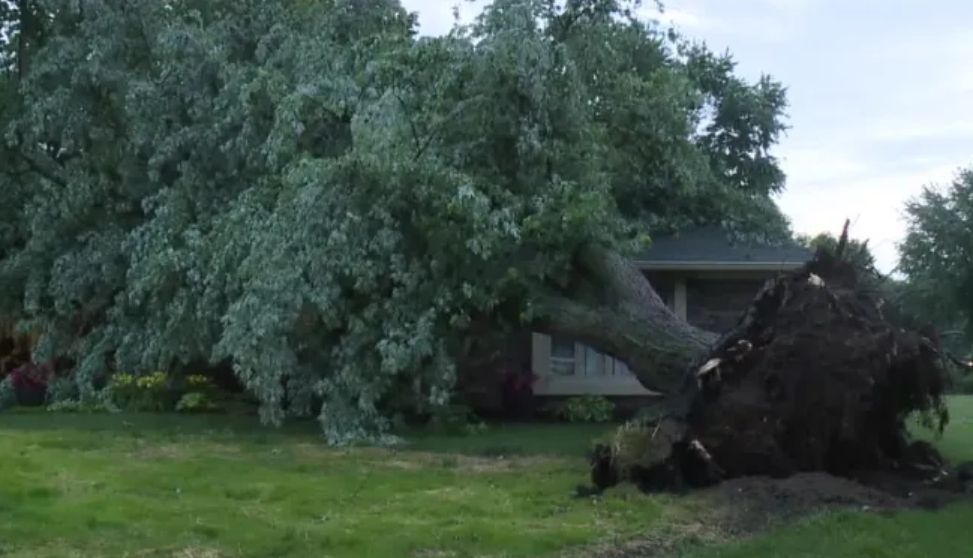 A fallen tree blocks the driveway of a house surrounded by lush green trees.