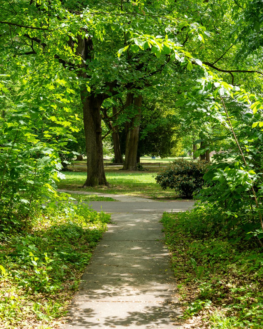 tranquil summer pathway through lush green park