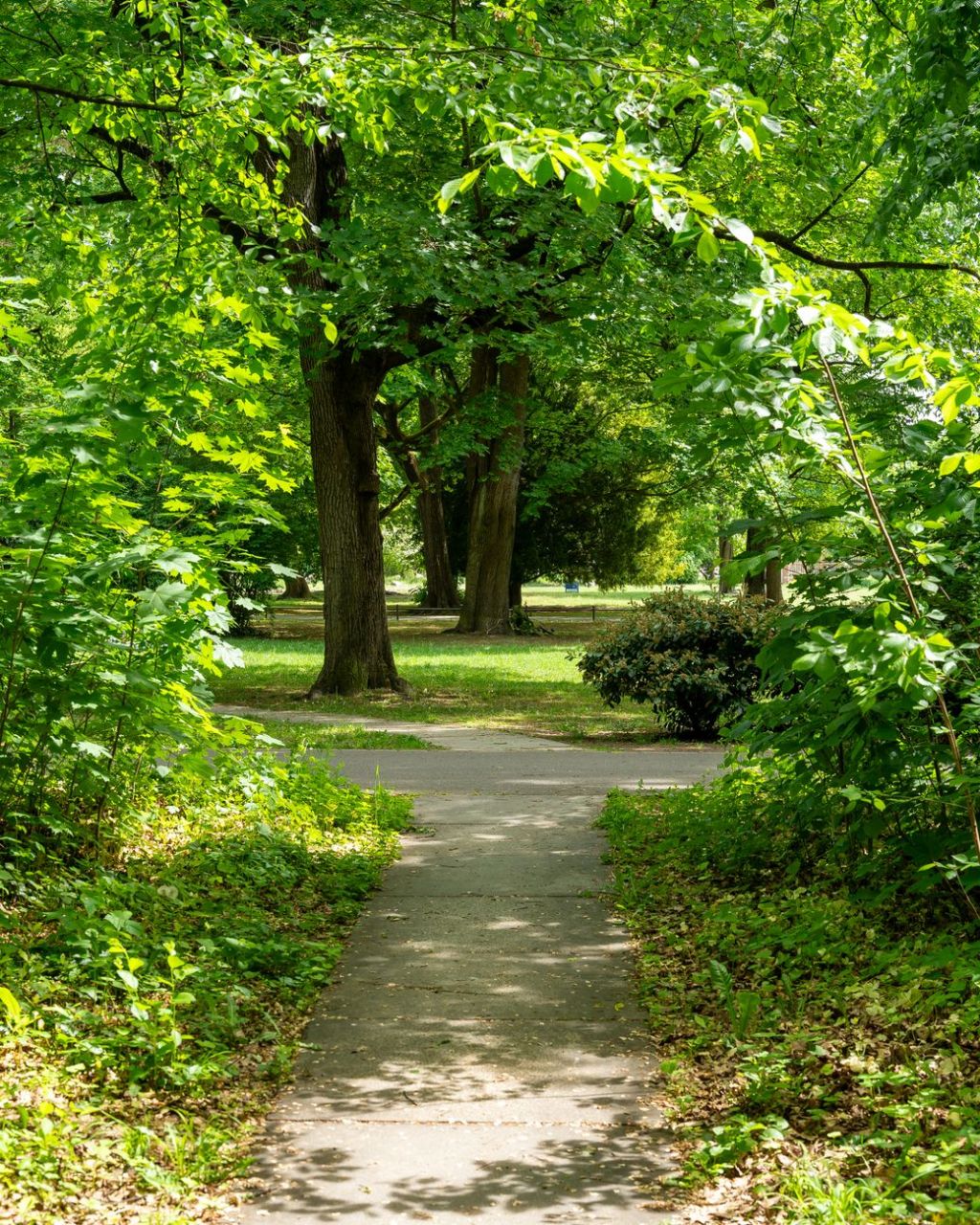 tranquil summer pathway through lush green park