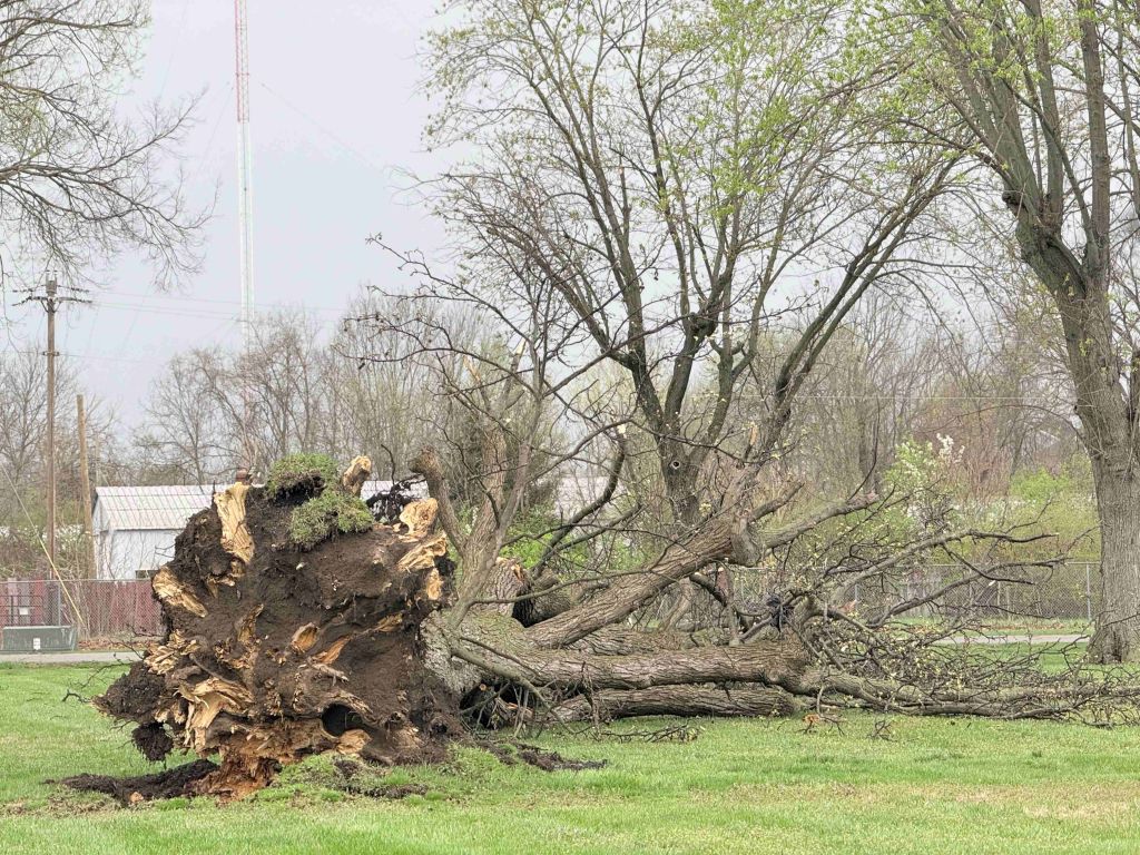 A fallen tree lies on the ground in a grassy area, surrounded by other trees.