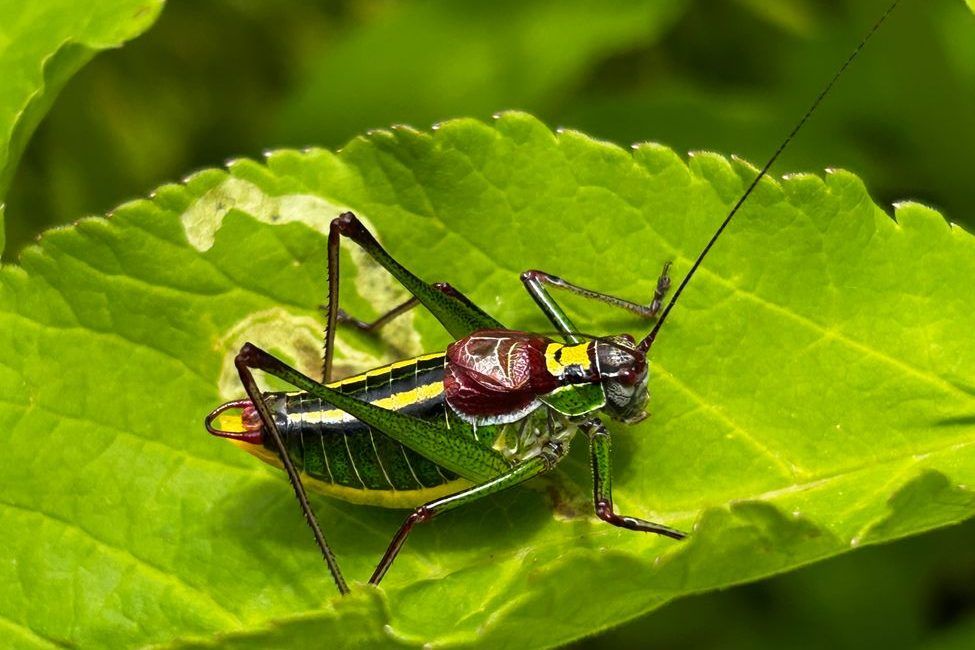 close up of vibrant bush cricket resting on leaf